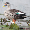 Indian spot-billed duck
