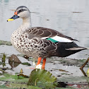 Indian spot-billed duck