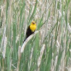 Yellow headed blackbird.