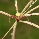Unknown crab spider