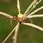 Unknown crab spider