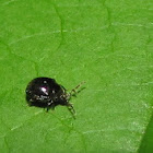 Puffball beetle