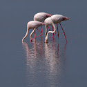 Flamenco (Greater Flamingo)