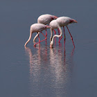 Flamenco (Greater Flamingo)