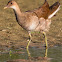 Common Moorhen