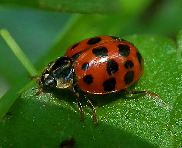 Multicolored Asian Lady Beetle