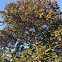 African tulip tree (African Flame)