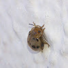 Pale Ladybug