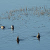northern Pintails