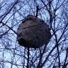 German wasp nest