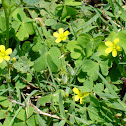 Buttercups & Shamrocks