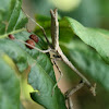 Carolina mantis