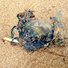 Blue bottle or Portuguese Man-of-War (Indo-Pacific)
