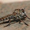 Mosca asesina (Robber Fly)
