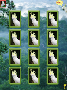 Birdy Brain Screenshots 0