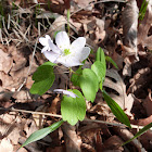 Rue Anemone