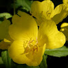 Common Evening-Primrose