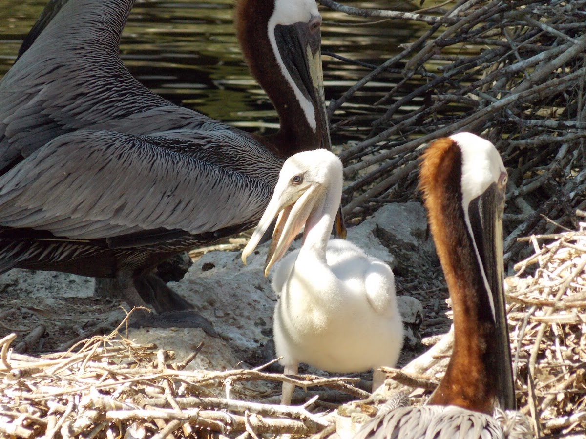 Brown Pelican