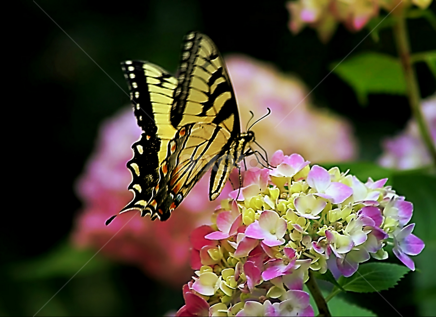 Pink Hydrangea and Friend by Darlene Lankford Honeycutt - Flowers Flowers in the Wild