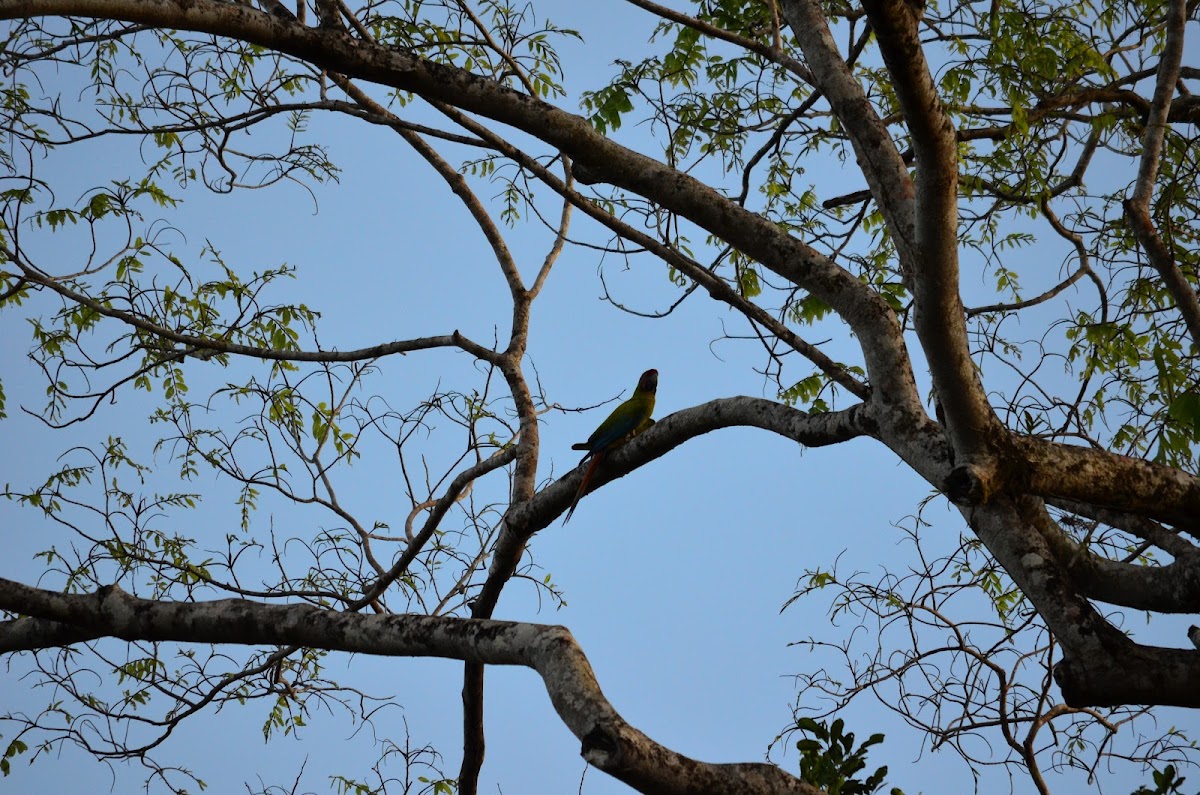 Lapa Verde Great-green Macaw