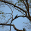Lapa Verde Great-green Macaw