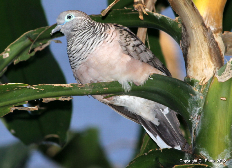 Peaceful Dove