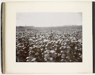 Gezicht op de zaaivelden met rijpe tabaksplanten op de Rotterdam Estate, Sumatra (Reifer Taback Rotterdam Estate)