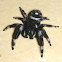 Regal Jumping spider