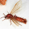 Army Ant (winged male)