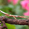 Guadeloupe Stick Insect