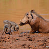 Warthog mommy taking a mud bath with her piglets