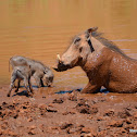 Warthog mommy taking a mud bath with her piglets