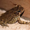Raucous Toad