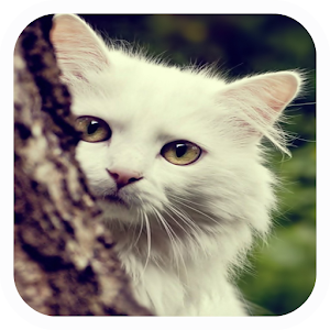 Innocent Cat Live Wallpaper.apk 1.0