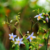 Dianella ensifolia (山管蘭、桔梗蘭)