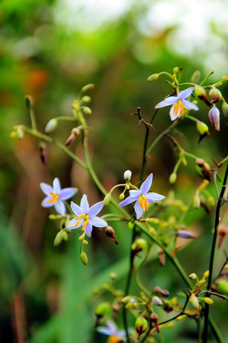 Dianella ensifolia (山管蘭、桔梗蘭)