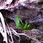 Green Tree Frog