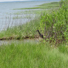 Yellow-crowned Night-Heron