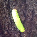 Polyphemus Moth Caterpillar