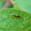 Potato Leafhopper