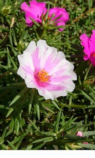 How to download Flower Pedometer 2 3.3 mod apk for android