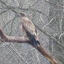Bald Eagle -- Immature/Juvenile