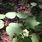 Mapleleaf Viburnum