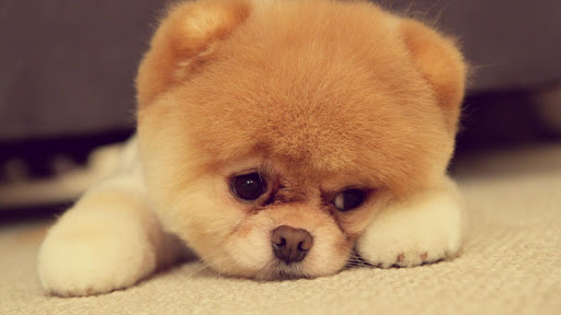 無料个人化AppのCute Puppy Pictures|記事Game