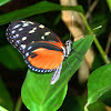 Tiger Longwing