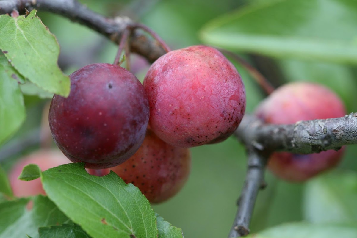 Hog Plum Project Noah