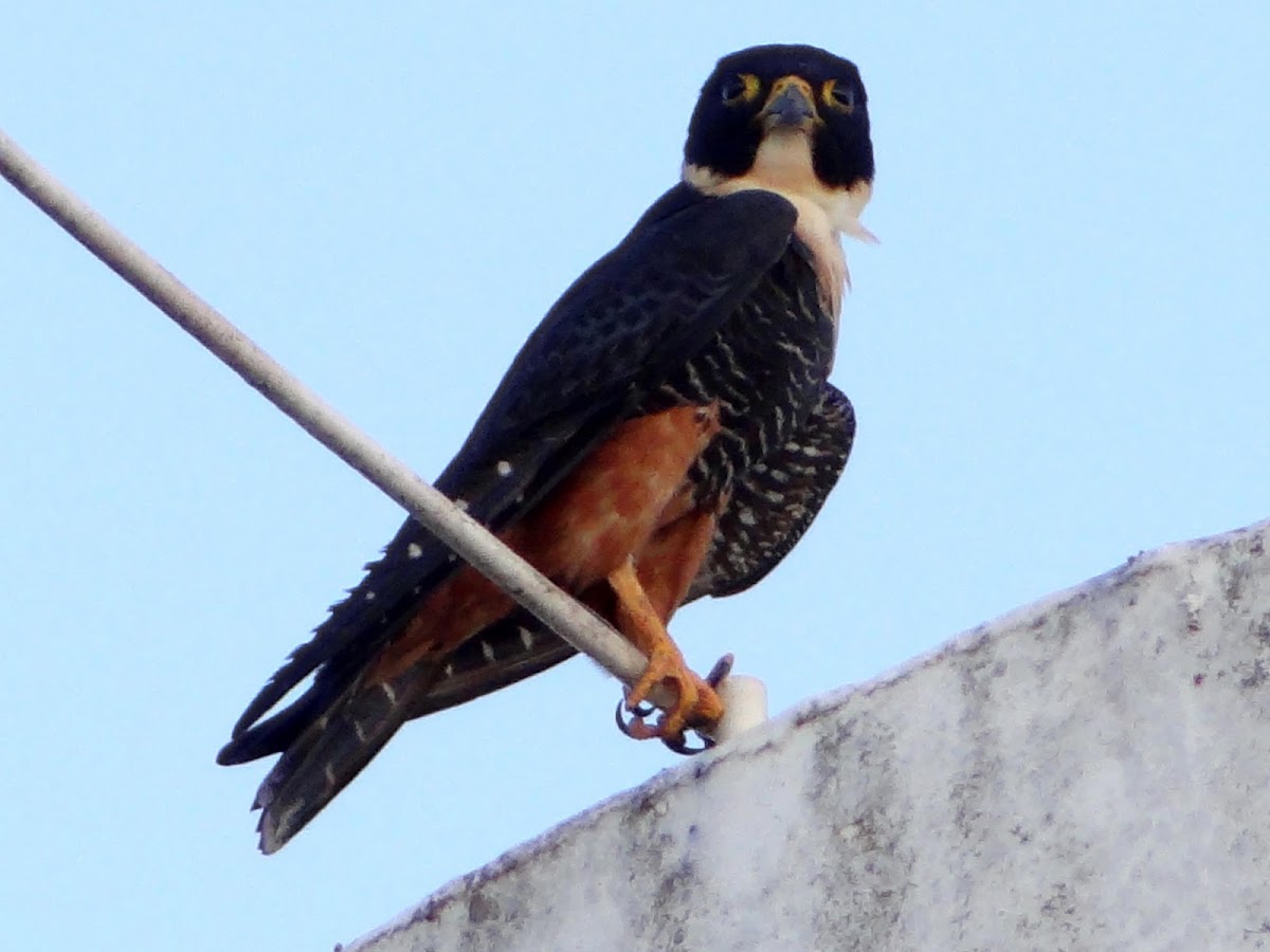 Bat Falcon Project Noah