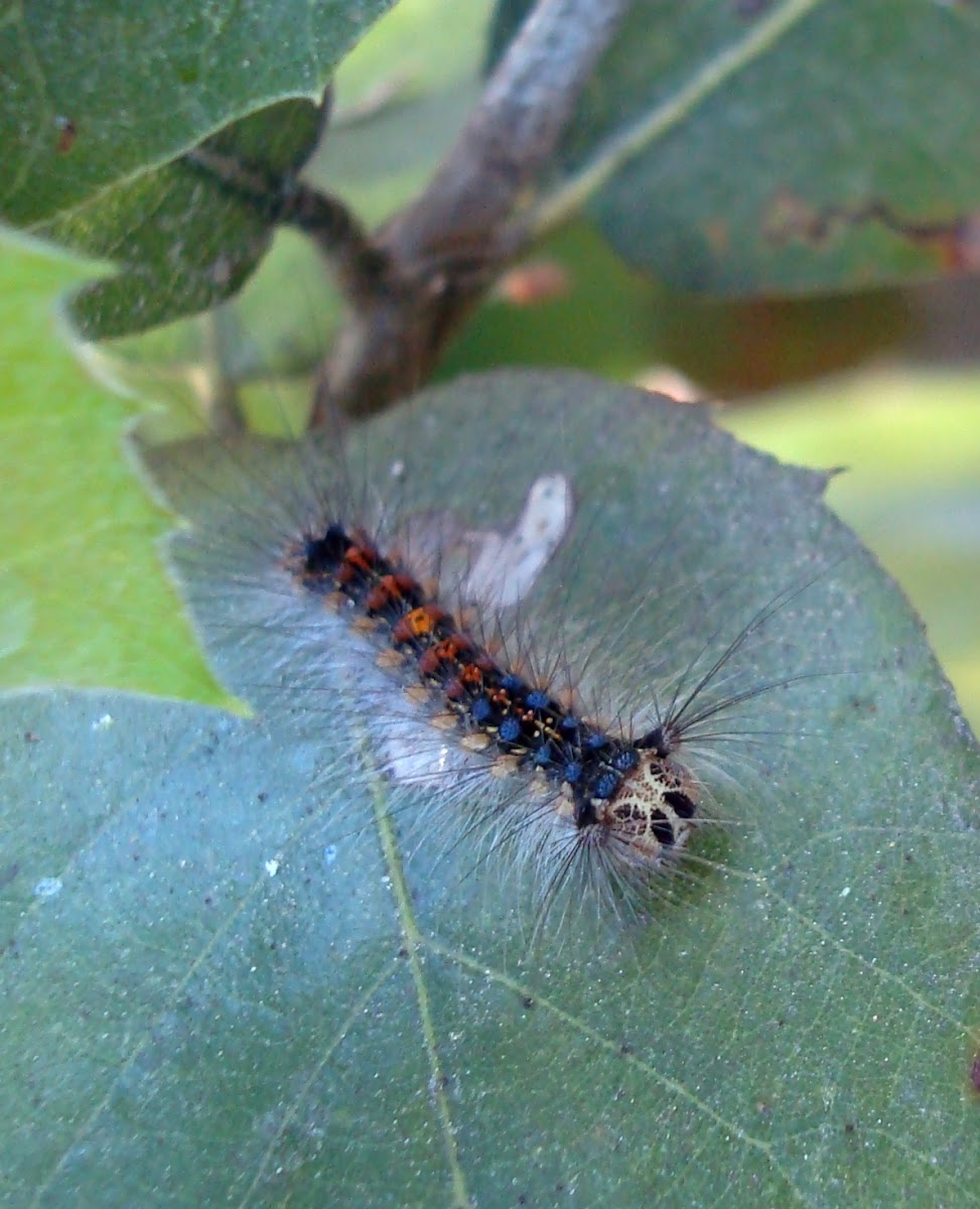 Gypsy Moth Caterpillar / Gusjenica