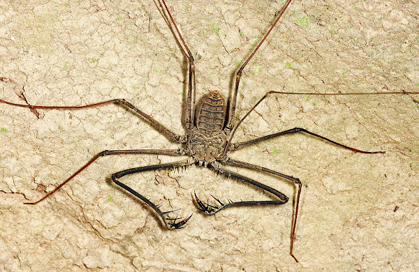 Tailless Whip Scorpion | Project Noah