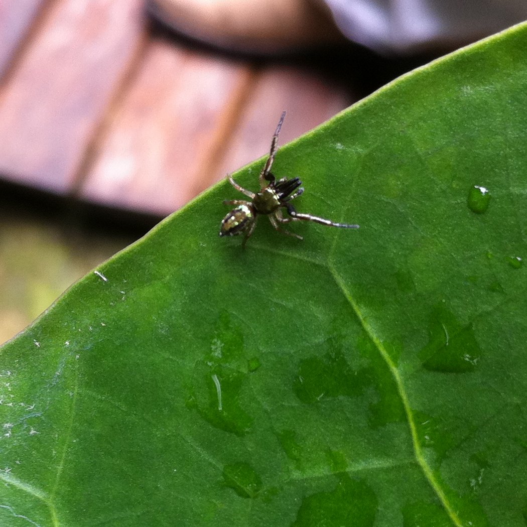 Jumping Spider